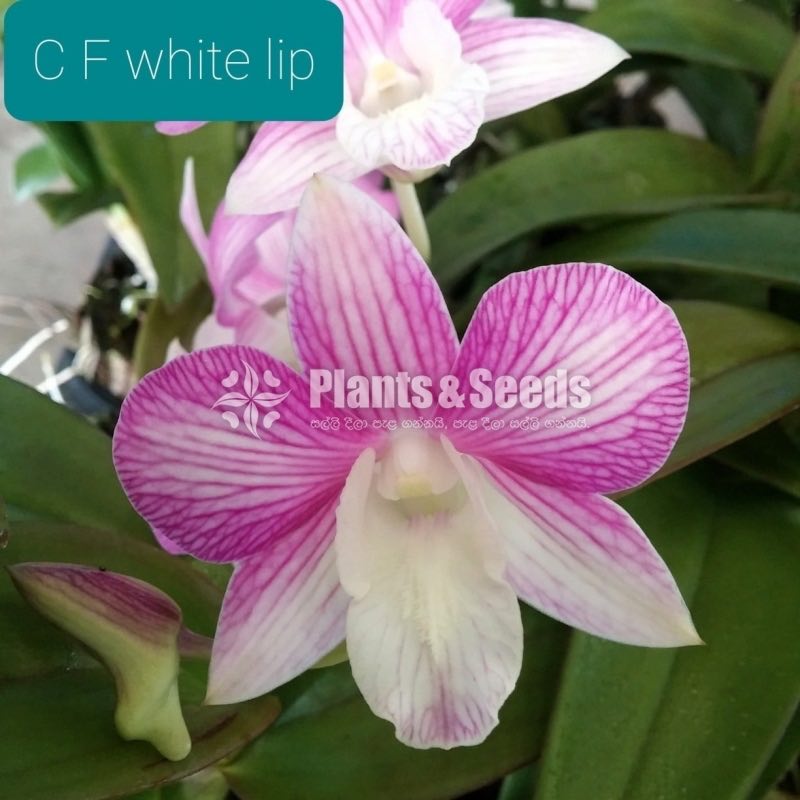 Orchids