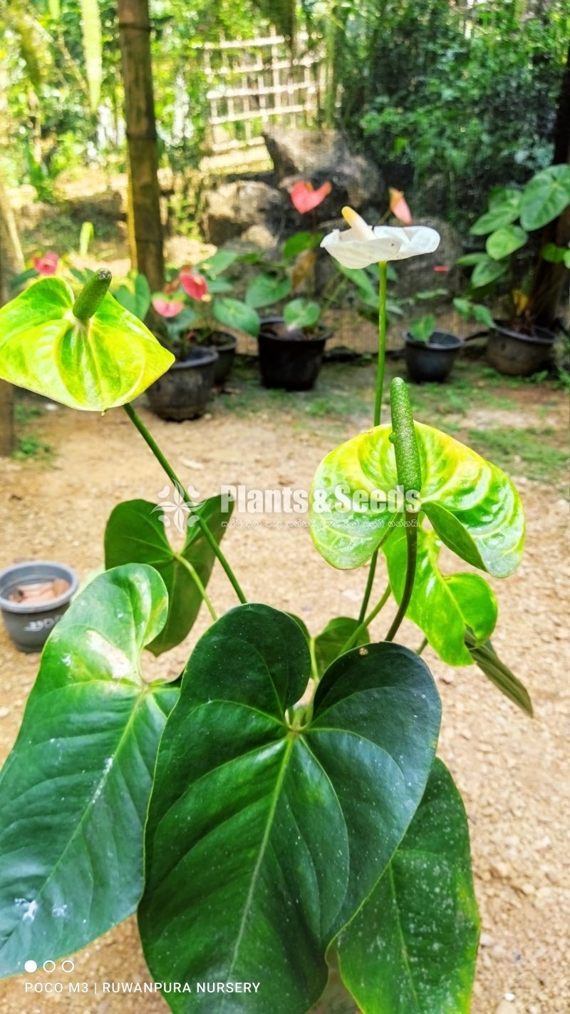 Midori මව් ශාකය විකිණීමට