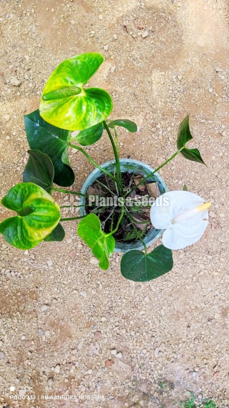 Midori මව් ශාකය විකිණීමට