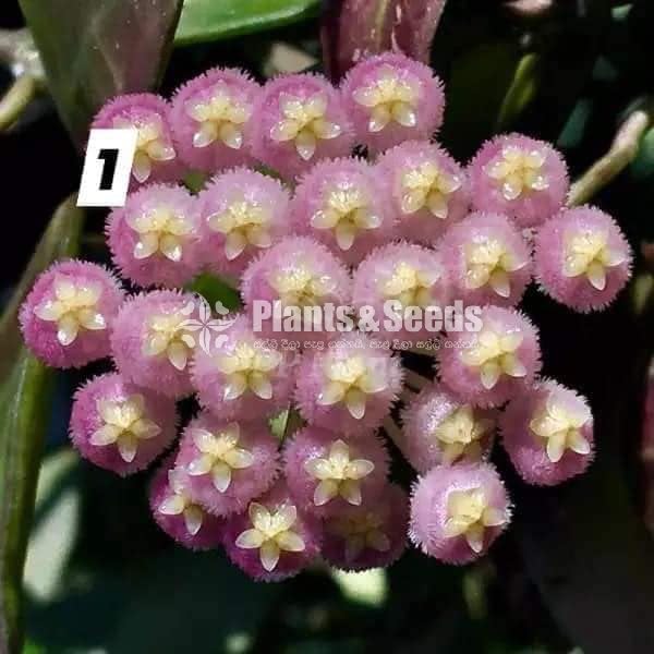 Hoya Plants