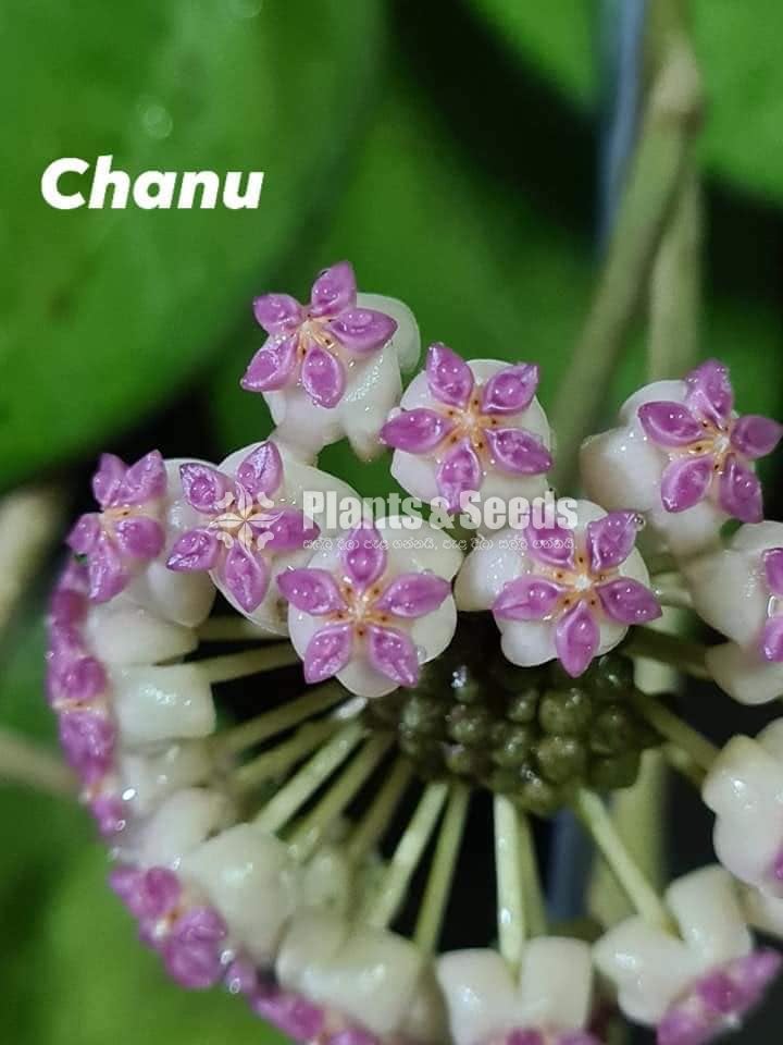 Hoya Plants