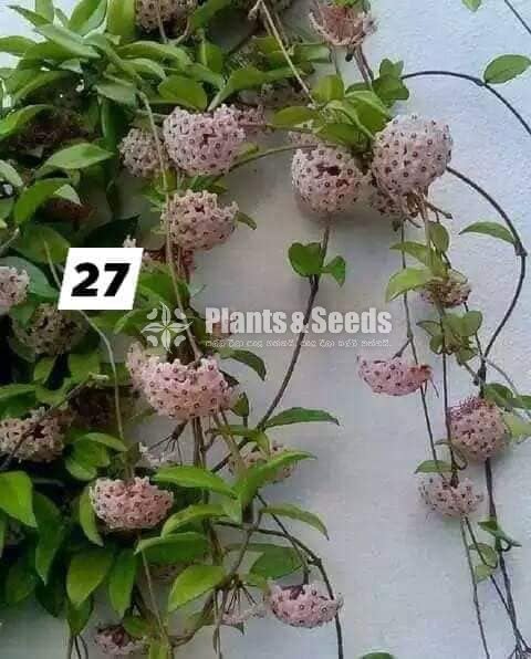 Hoya Plants