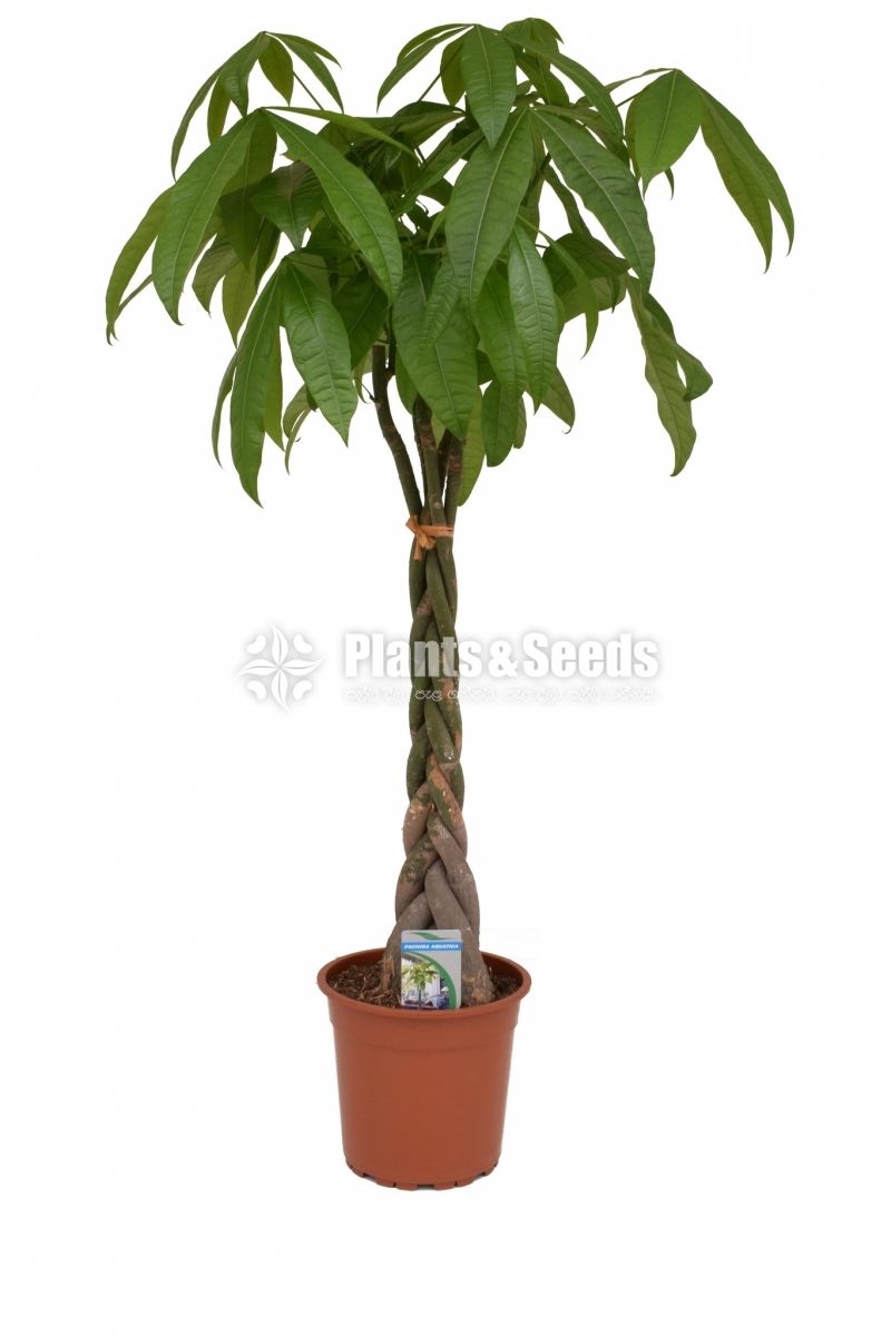 Pachira Money Tree