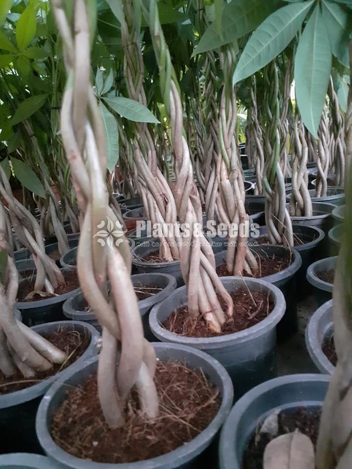 Pachira Money Tree