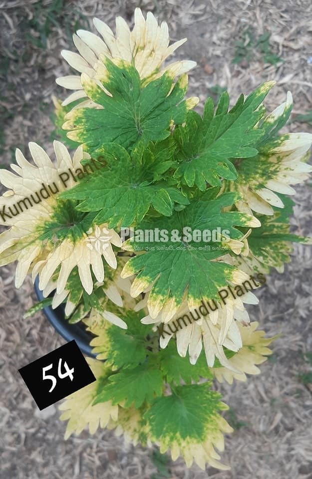 Coleus 