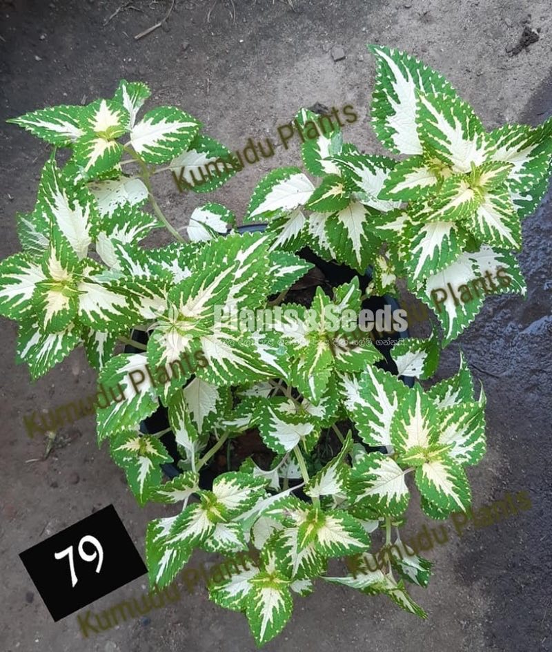 Coleus 