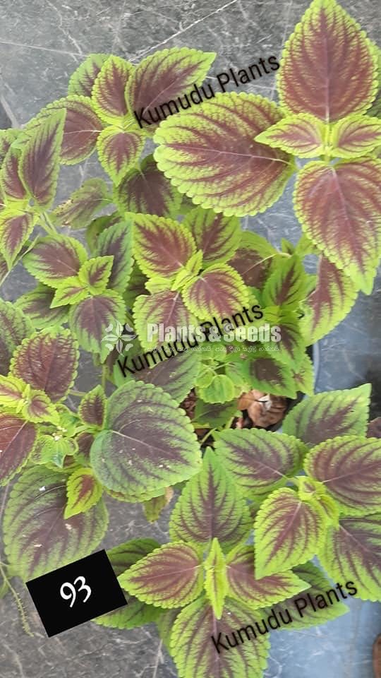 Coleus 