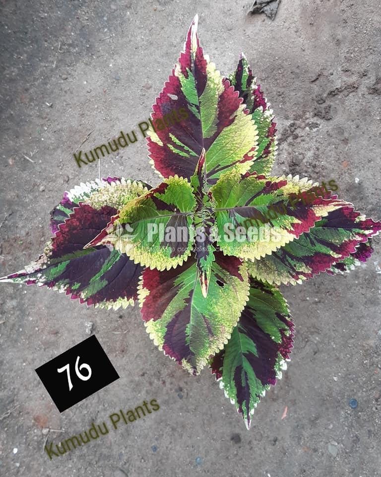 Coleus 