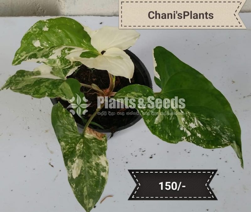 Outdoor Plants