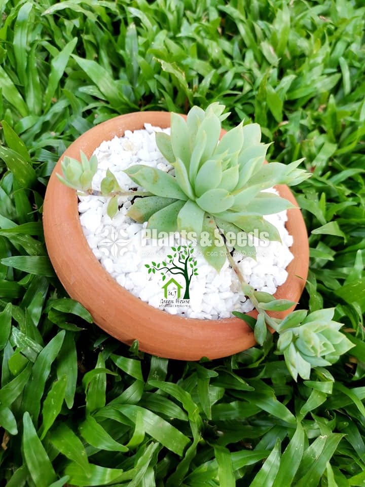 Succulent Plants