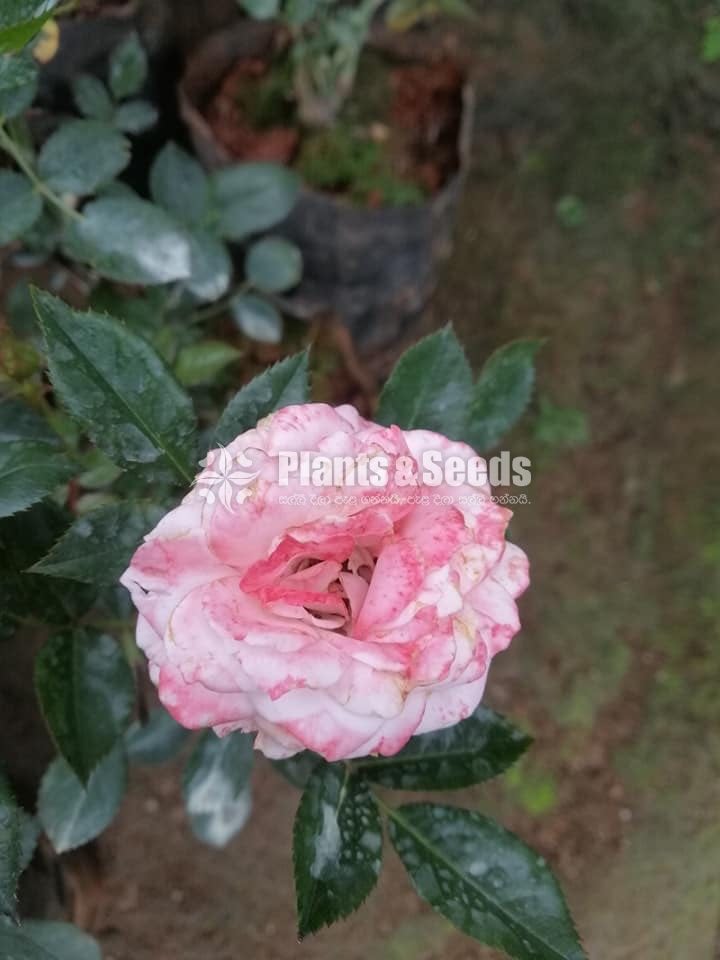 Roses