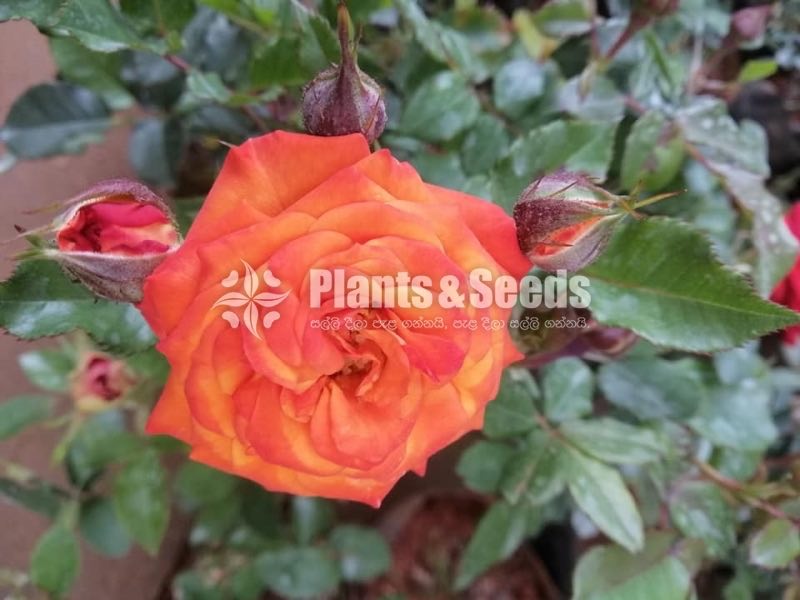 Roses