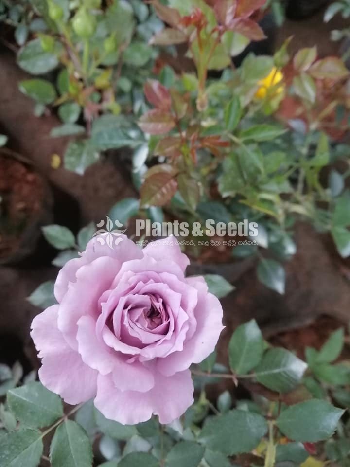 Roses