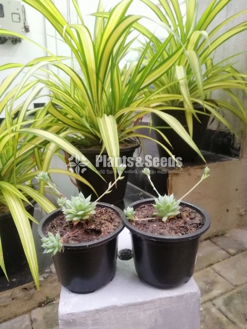 Cactus and Succulent Pots