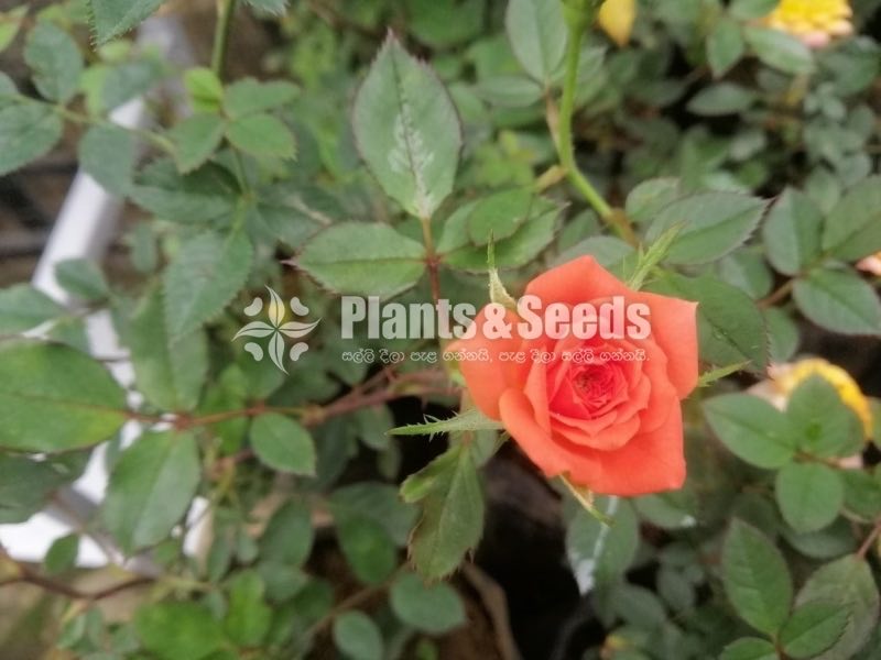 Baby Rosa