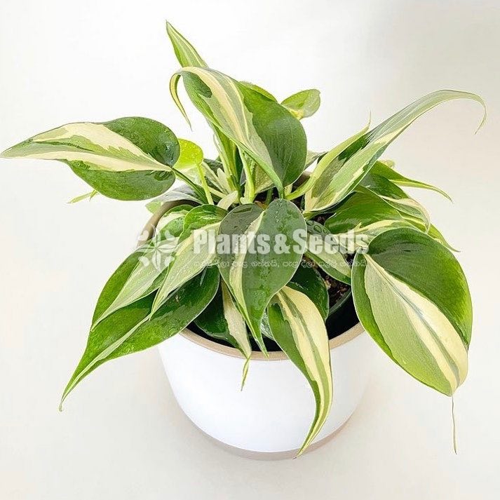 Money Plant