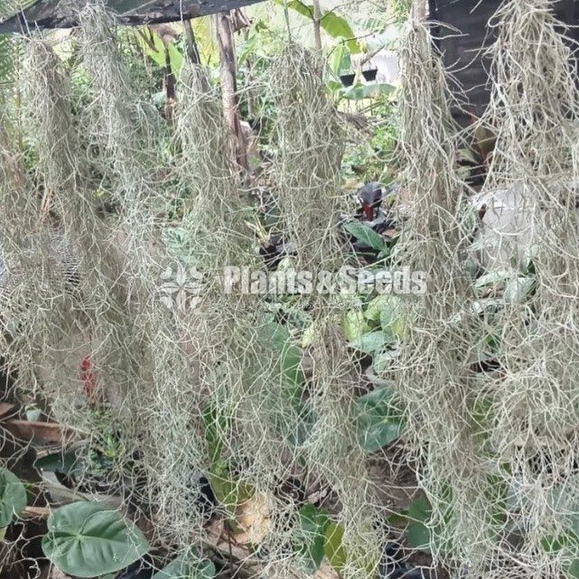 Air Plants-200