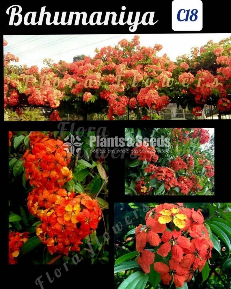 බහුමානියා(Bahumaniya)