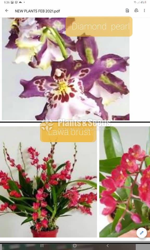 Oncidiumand Phalaenopsis  Orchids