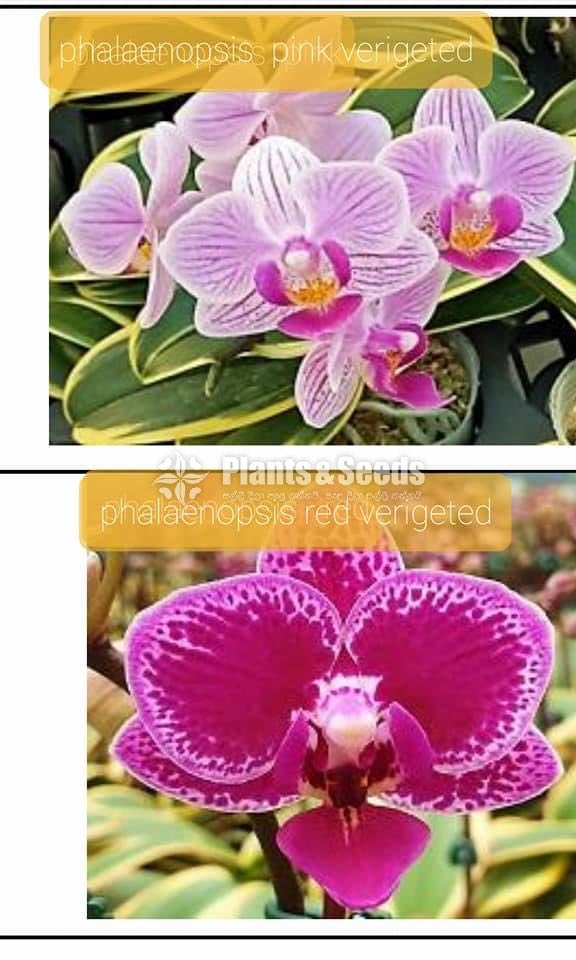 Oncidiumand Phalaenopsis  Orchids