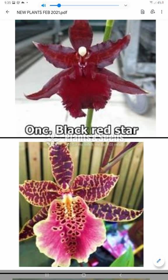 Oncidiumand Phalaenopsis  Orchids