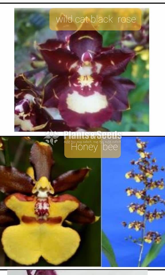 Oncidiumand Phalaenopsis  Orchids