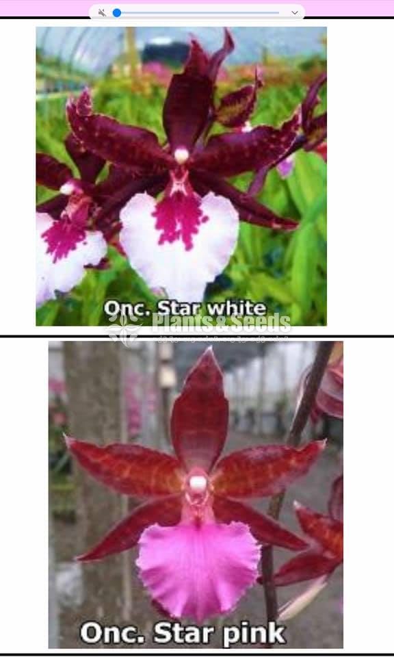Oncidiumand Phalaenopsis  Orchids