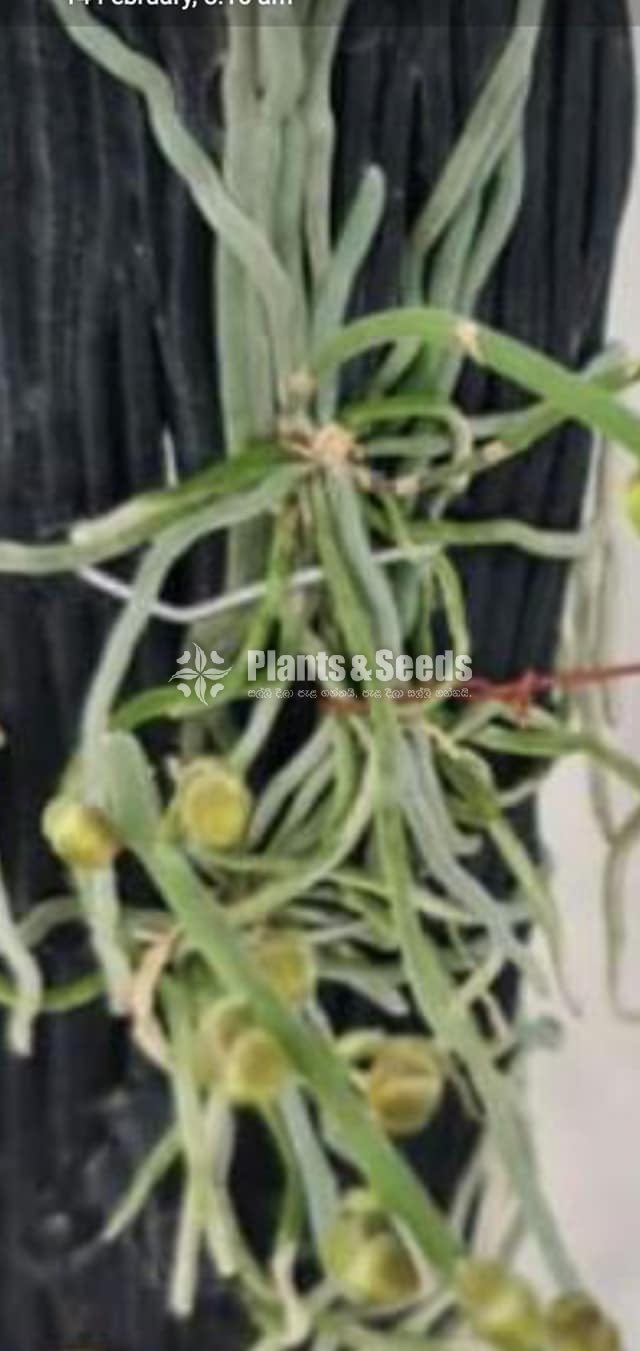 Chiloschtista viridiflava 