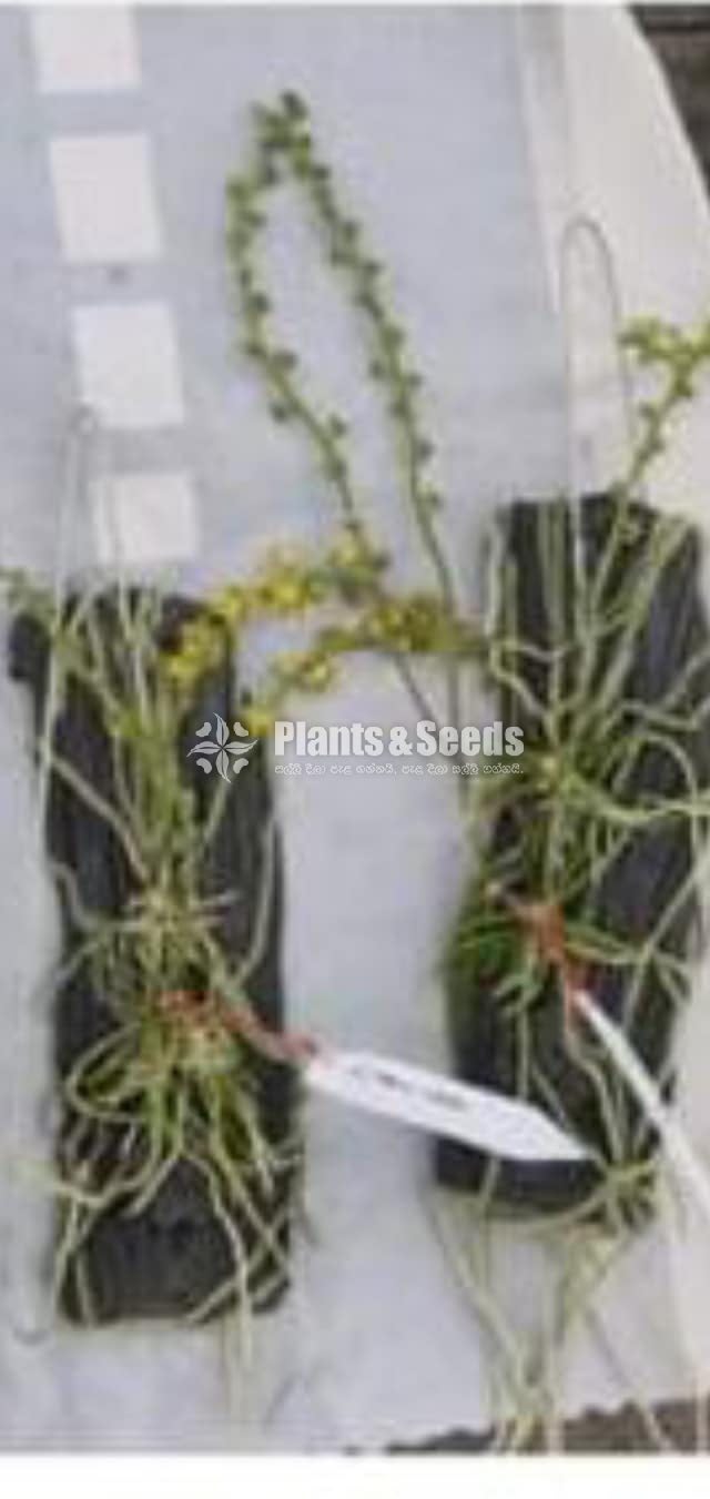 Chiloschtista viridiflava 