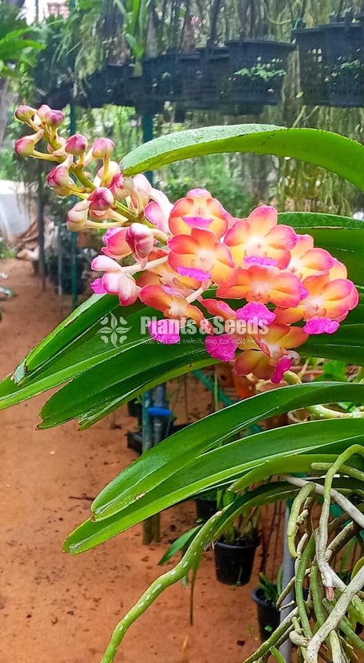 Bangkok Sunset Orchid