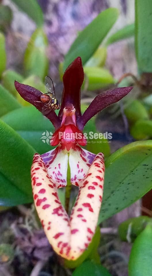 BULBOPHYLLUM Orchids