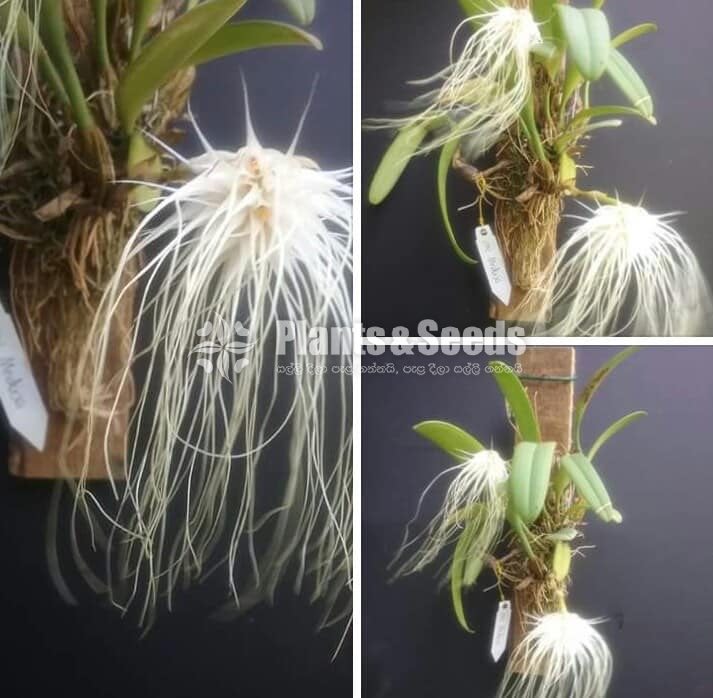 BULBOPHYLLUM Orchids