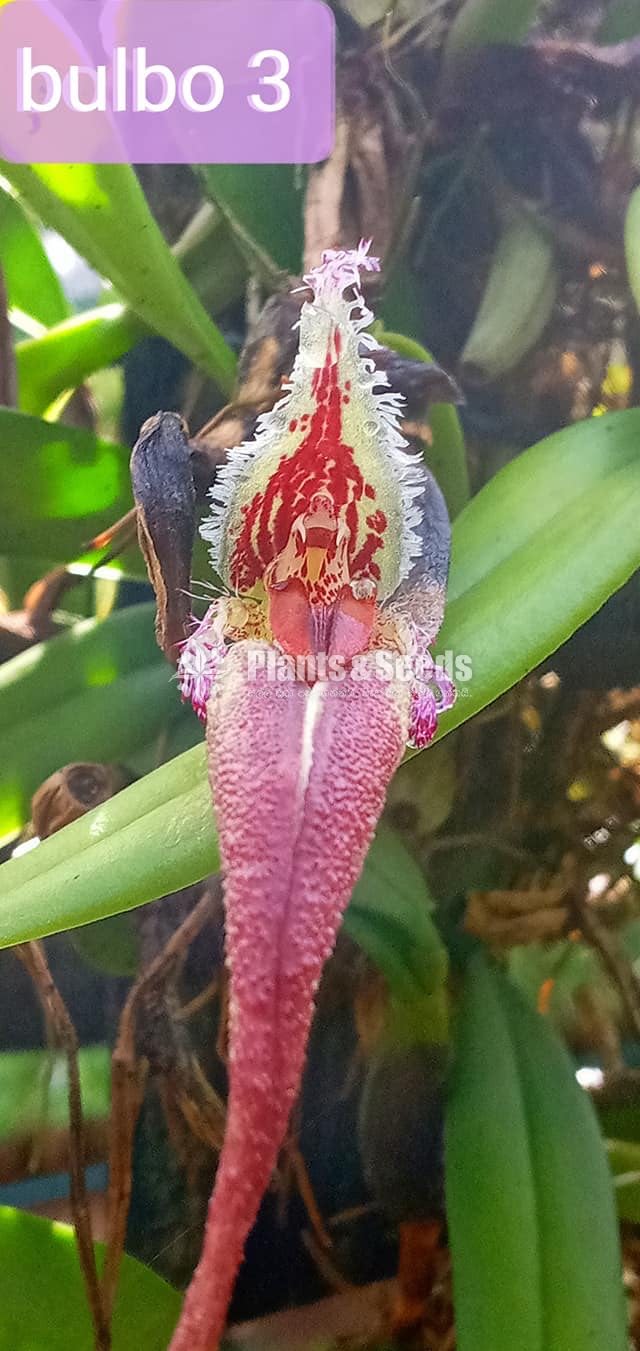 BULBOPHYLLUM Orchids