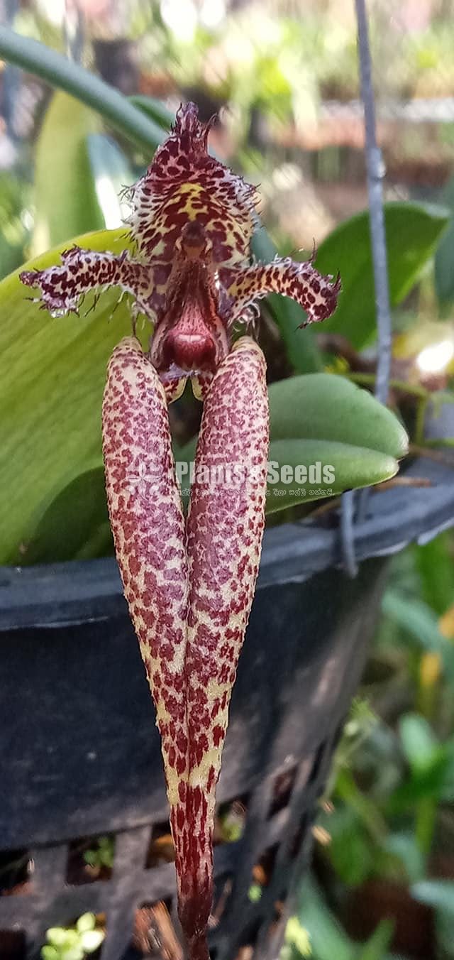 BULBOPHYLLUM Orchids