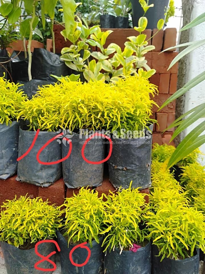 Kuru Phibiya ( කුරු පිහිබියා )