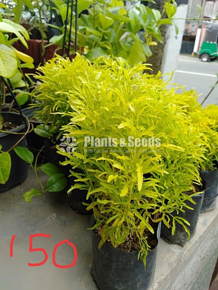 Kuru Phibiya ( කුරු පිහිබියා )
