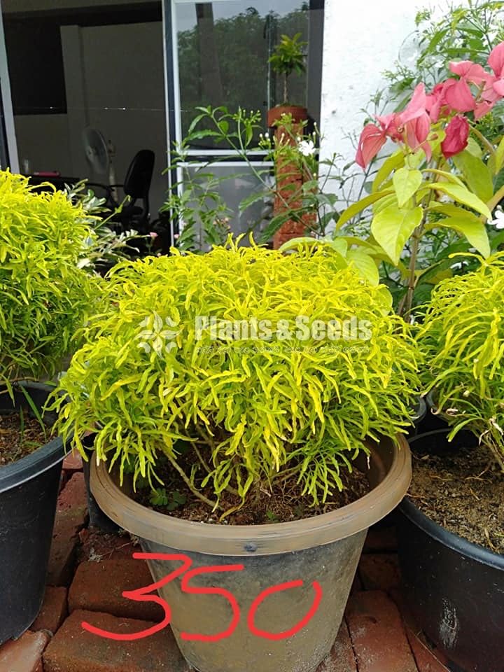 Kuru Phibiya ( කුරු පිහිබියා )
