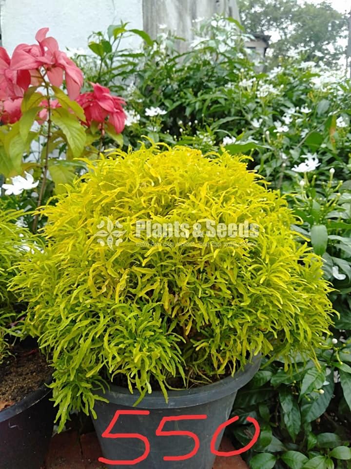 Kuru Phibiya ( කුරු පිහිබියා )