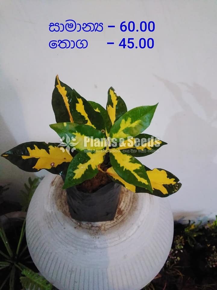 Outdoor Plants