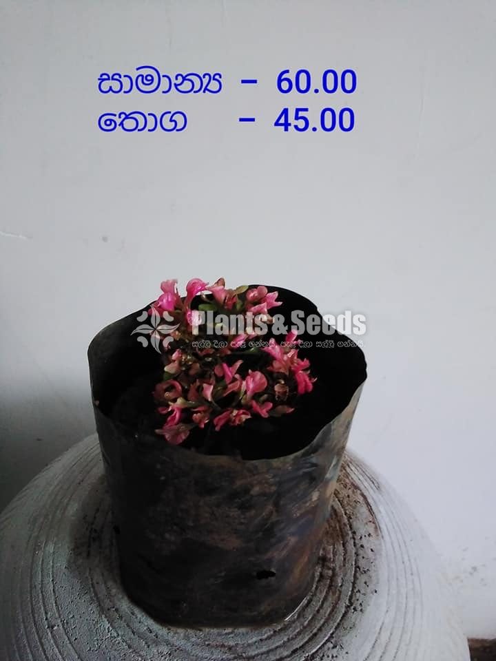 Outdoor Plants