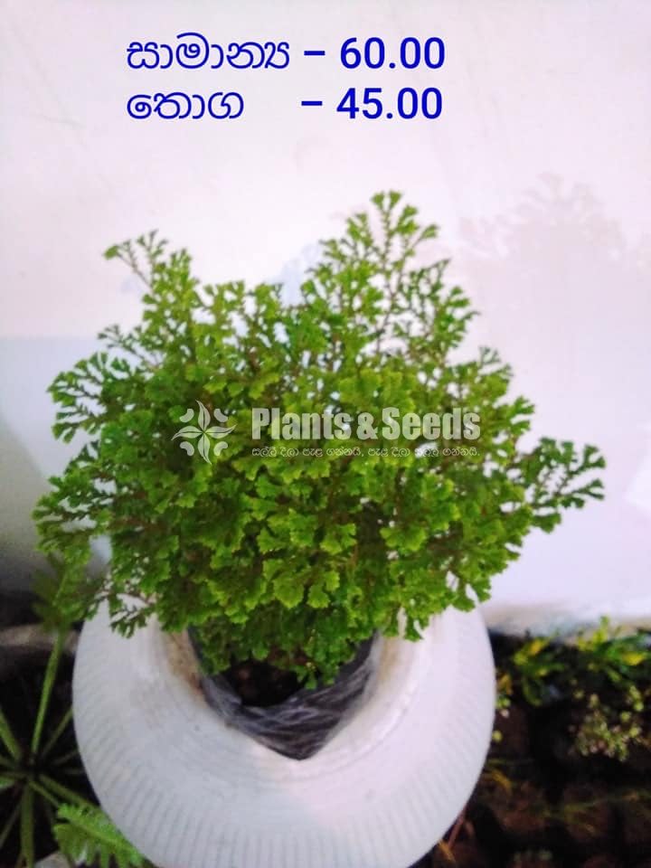Outdoor Plants