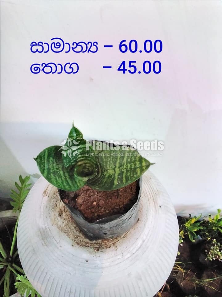 Outdoor Plants