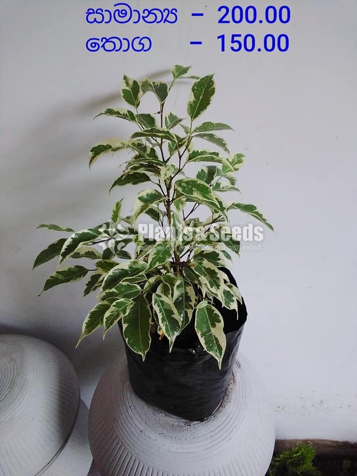 Outdoor Plants