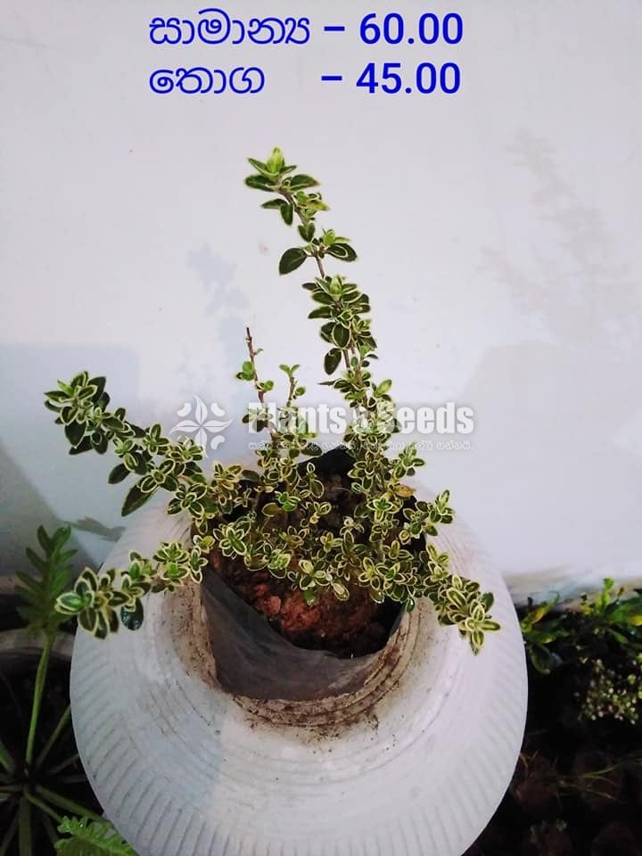 Outdoor Plants
