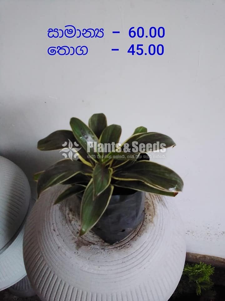 Outdoor Plants