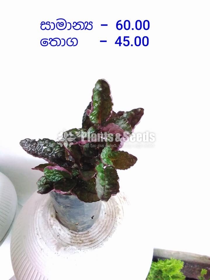 Outdoor Plants