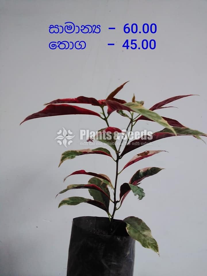 Outdoor Plants