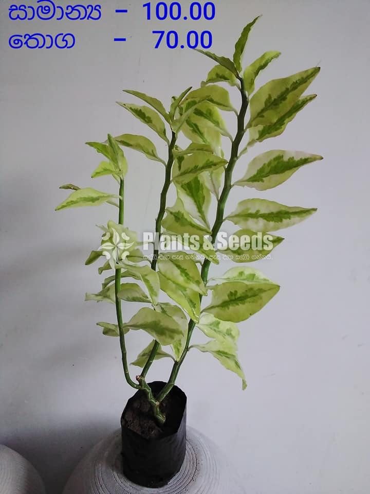 Outdoor Plants