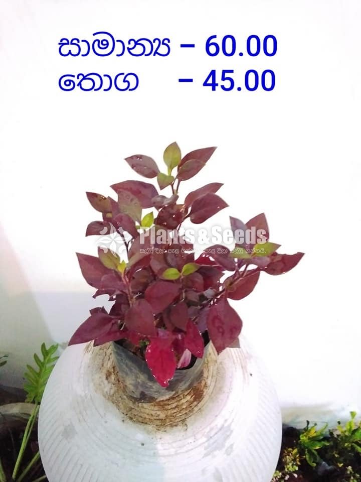 Outdoor Plants