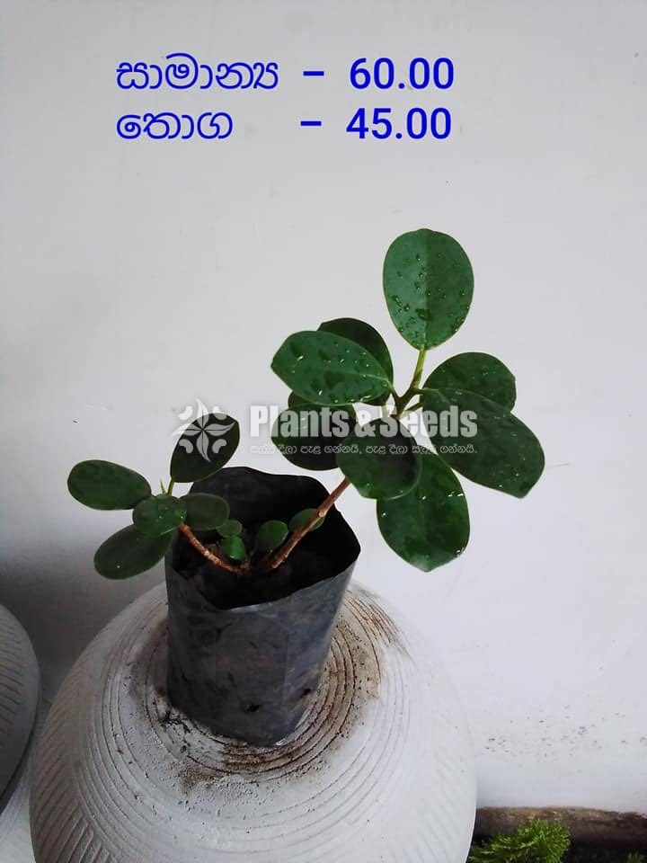Outdoor Plants